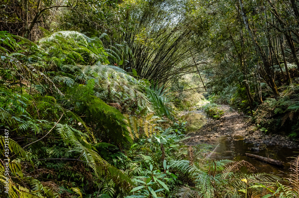 tropical river with green lush forest tropical river with green lush forest