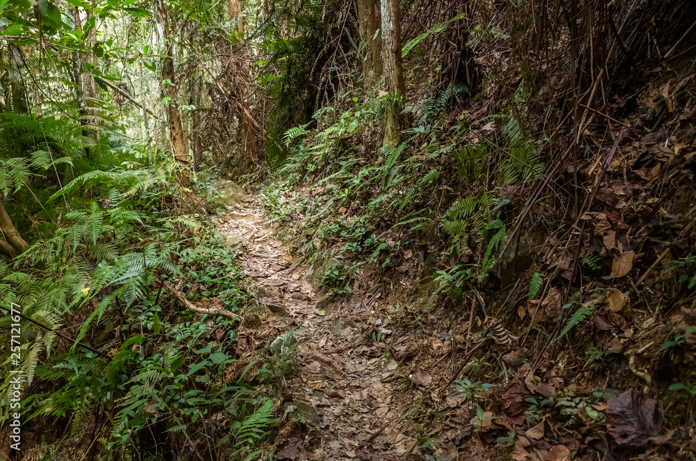 path with nobody at tropical forest path with nobody at tropical forest