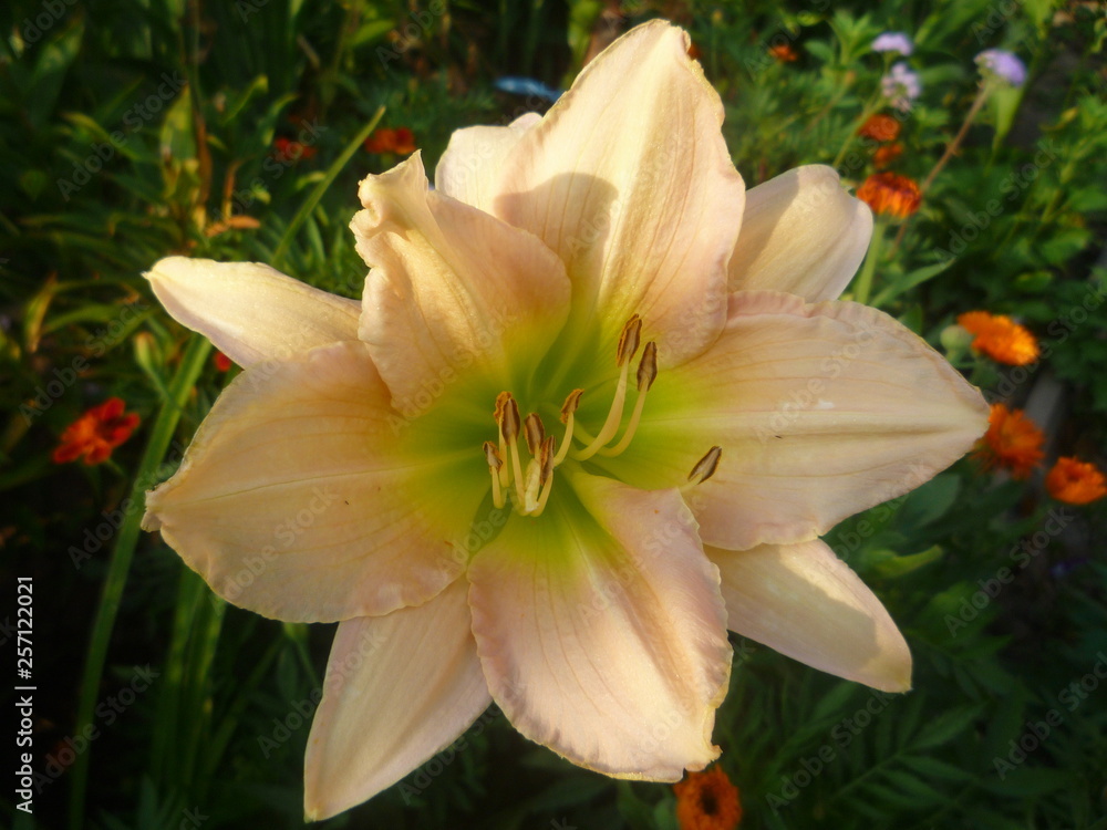 Fototapeta premium yellow flower