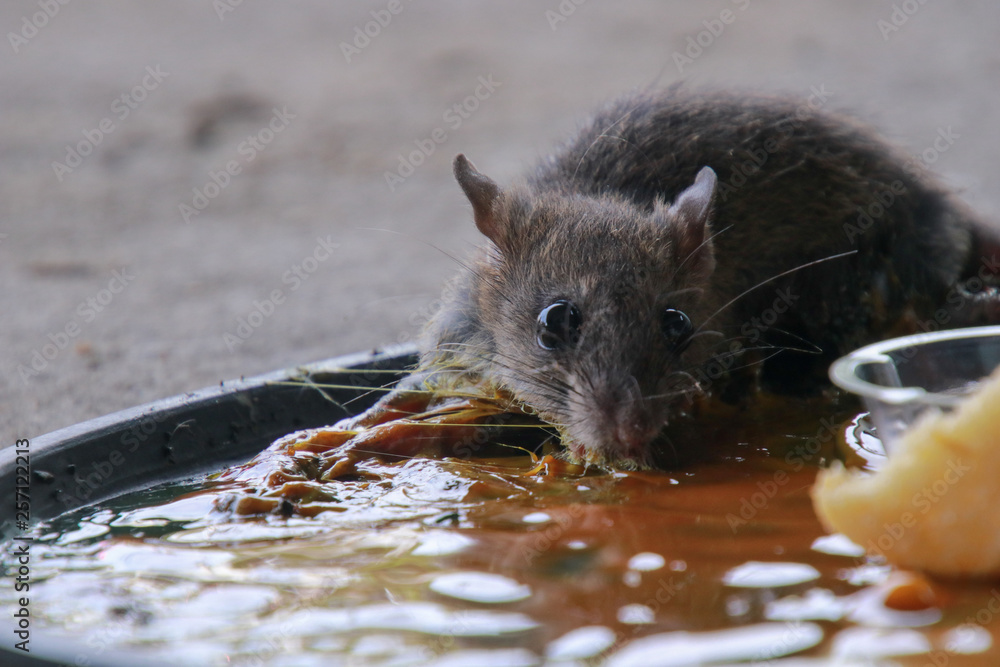 rats in glue stick on the mousetrap.Dangerous disease plague , rabies ...