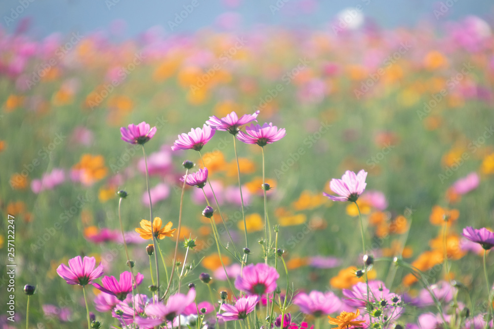 Pink and yellow cosmos flower field background.Beautiful cosmos flower natural garden in countryside.Flower field in summer concept.