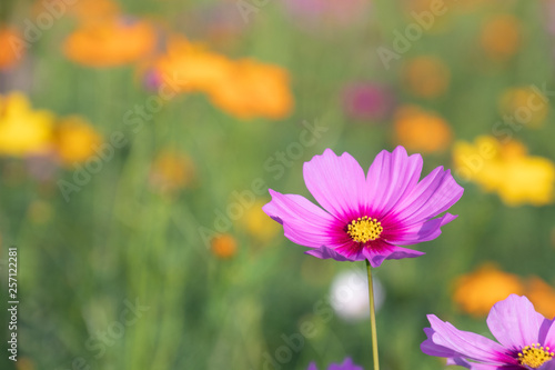 Pink and yellow cosmos flower field background.Beautiful cosmos flower natural garden in countryside.Flower field in summer concept. © MemoryMan