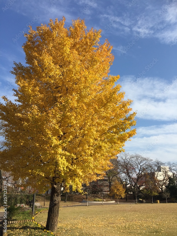 Naklejka premium 銀杏