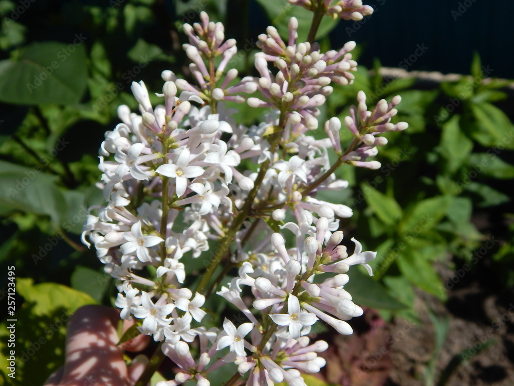 bee on a flower bee on a flower
