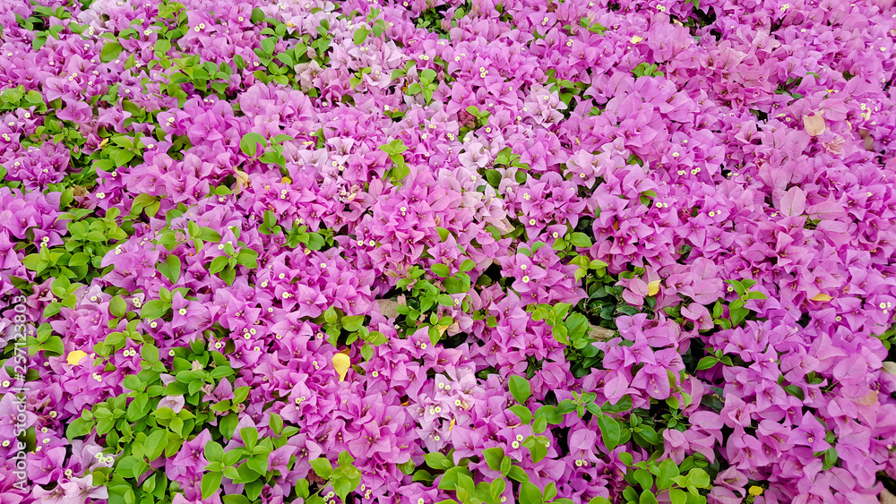 large pink bougainvillea plant under tropical climate large pink bougainvillea plant under tropical climate