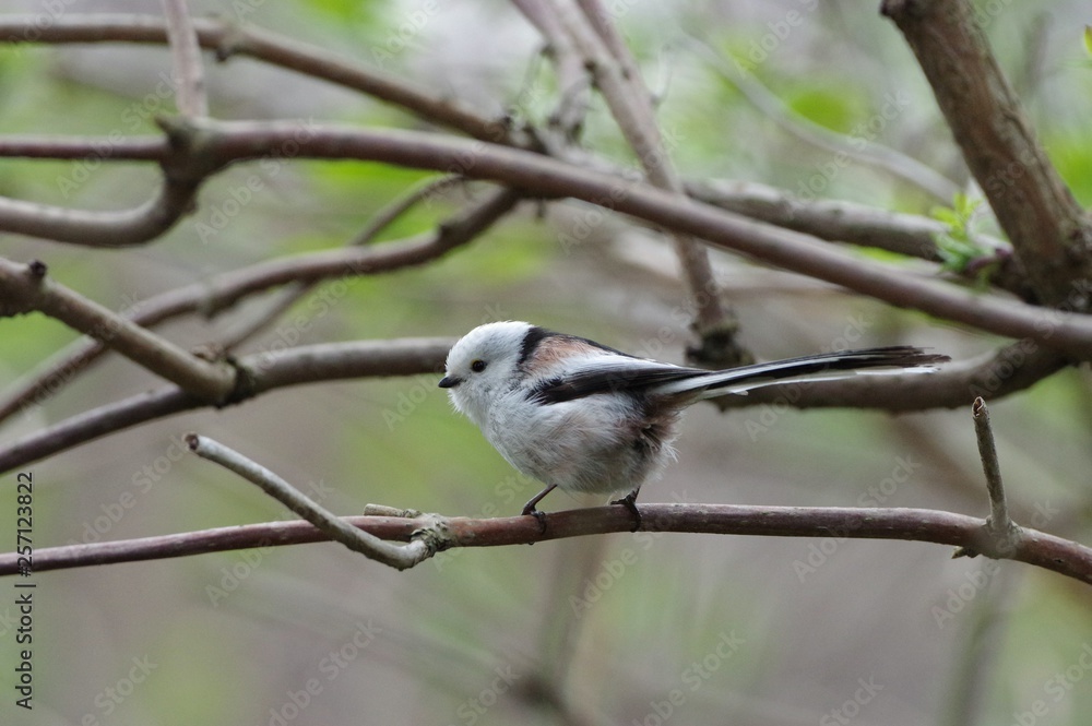 Fototapeta premium Long-tailed Tit, woodland fairy, Hokkaido, japan シマエナガ