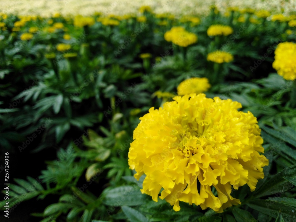 Beautiful yellow marigold, dark green leaves in the garden Beautiful yellow marigold, dark green leaves in the garden