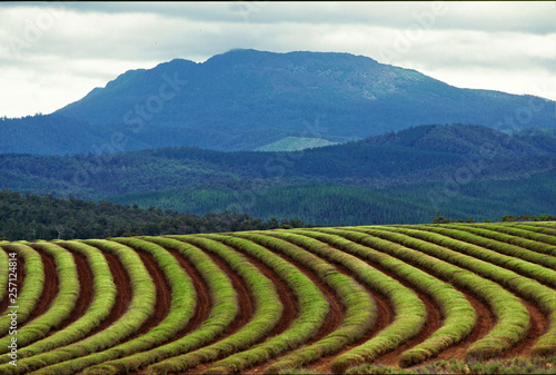 Tasmania Lavender Farm