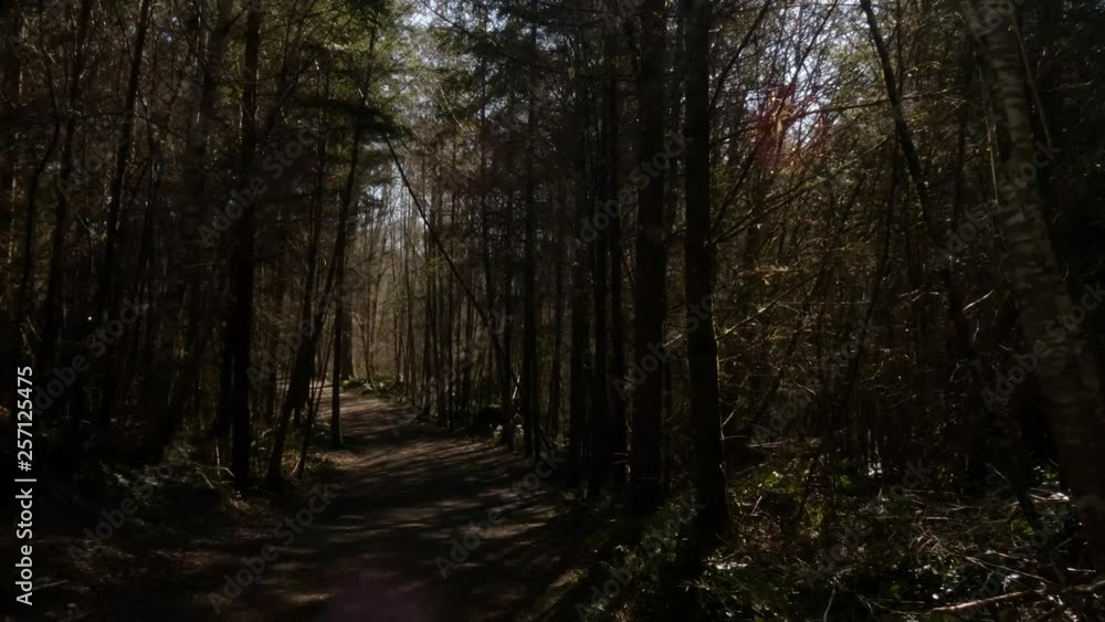 shady path leading through a forest shady path leading through a forest