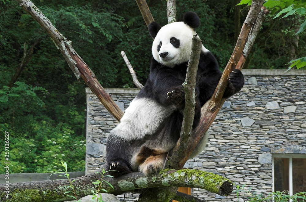 Obraz premium Wolong China, adult Giant Panda resting in tree