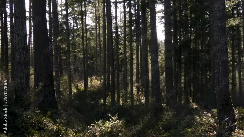 dark forest with tall trees dark forest with tall trees