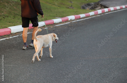 Closeup of a dog with owner walking on the track for exercise in public park in the evening. Lovely activity of people in modern world. 