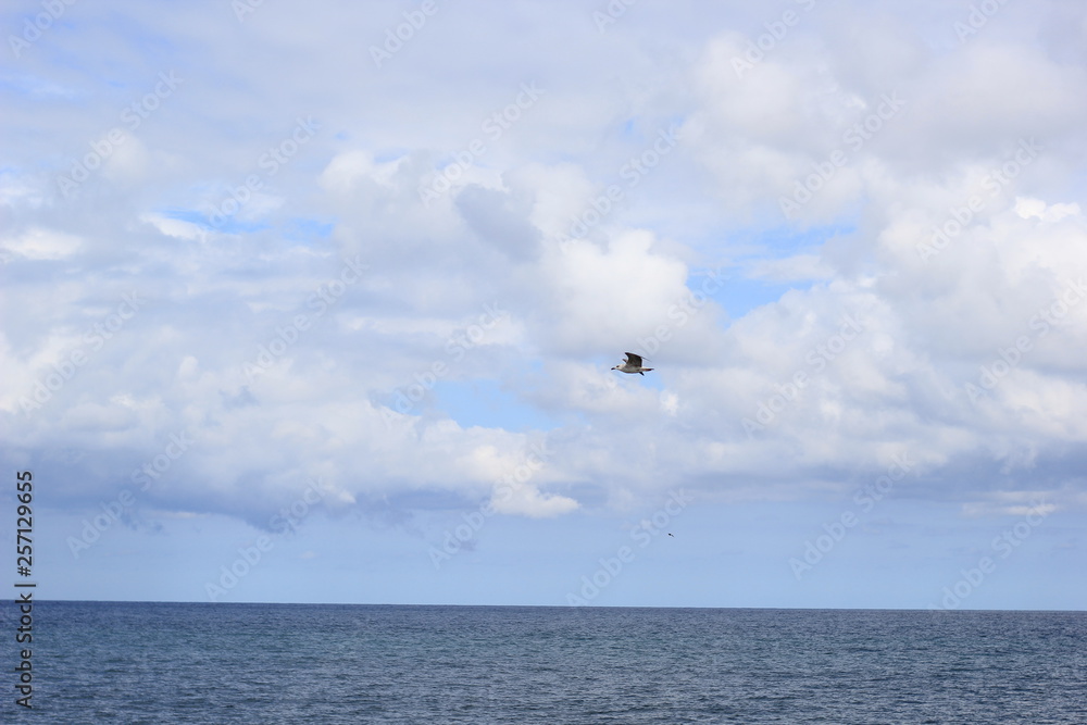 Fototapeta premium seagull