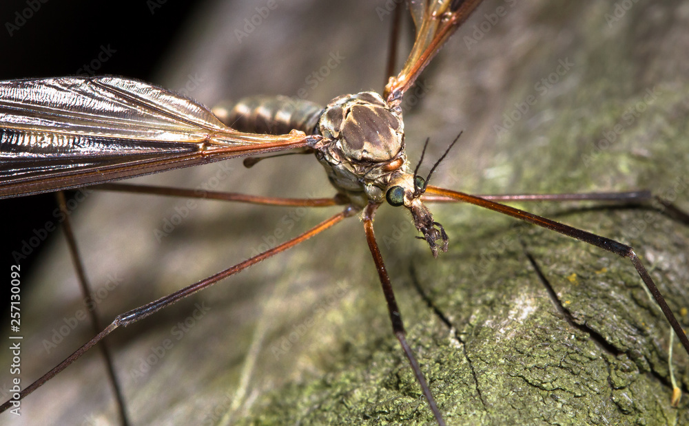 An adult cranefly (family Tipulidae) up close at the Wood Lane Nature Reserve in Shropshire, England.
