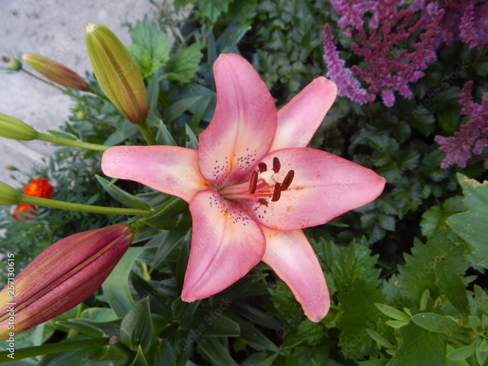 pink lily in the garden pink lily in the garden