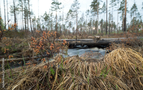 Sweet willow plant in springtime in front of flowing stream, forest in the background photo