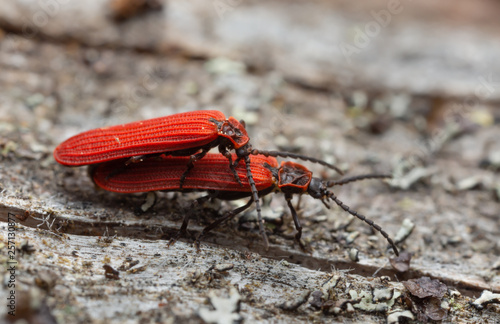 Mating red net-winged beetles, Dictyoptera aurora on wood, macro photo photo