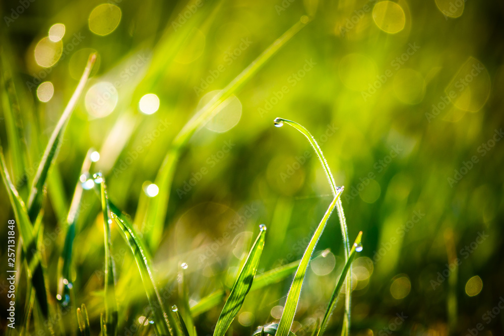 Fototapeta premium Closeup dew on top of grass for green background. Macro photo of water drops on green grass. Spring, summer seasonal background with green grass. Drops of dew on the beautiful green grass background.