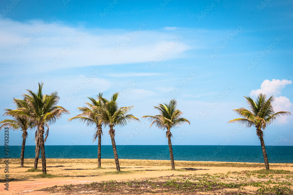 Fototapeta premium Beach with palm Brazil