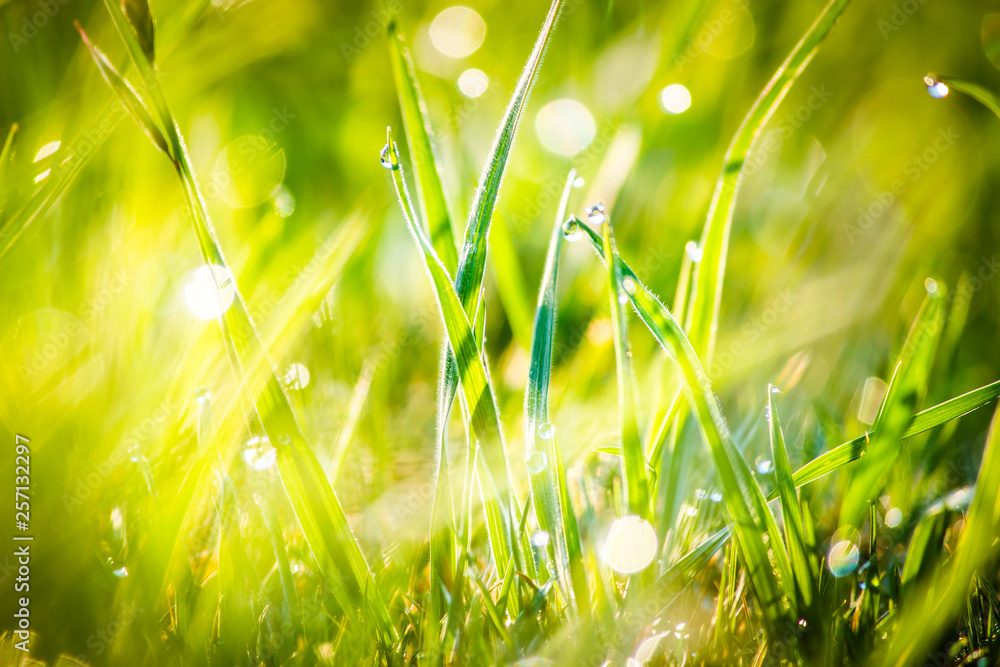 Closeup dew on top of grass for green background. Macro photo of water drops on green grass. Spring, summer seasonal background with green grass. Drops of dew on the beautiful green grass background.