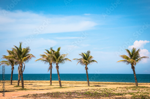 Beach with palm Brazil