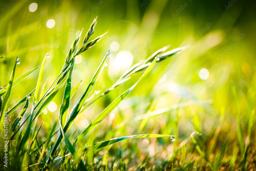 Fototapeta premium Closeup dew on top of grass for green background. Macro photo of water drops on green grass. Spring, summer seasonal background with green grass. Drops of dew on the beautiful green grass background.