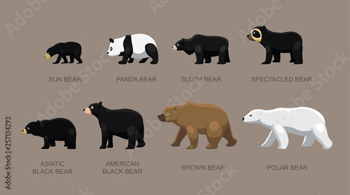 Bear Sizes Cartoon Vector Illustration photo