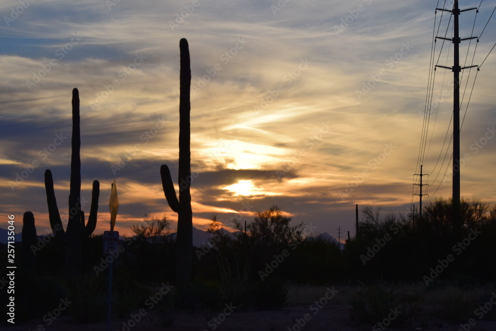 Cactus Sunset 09