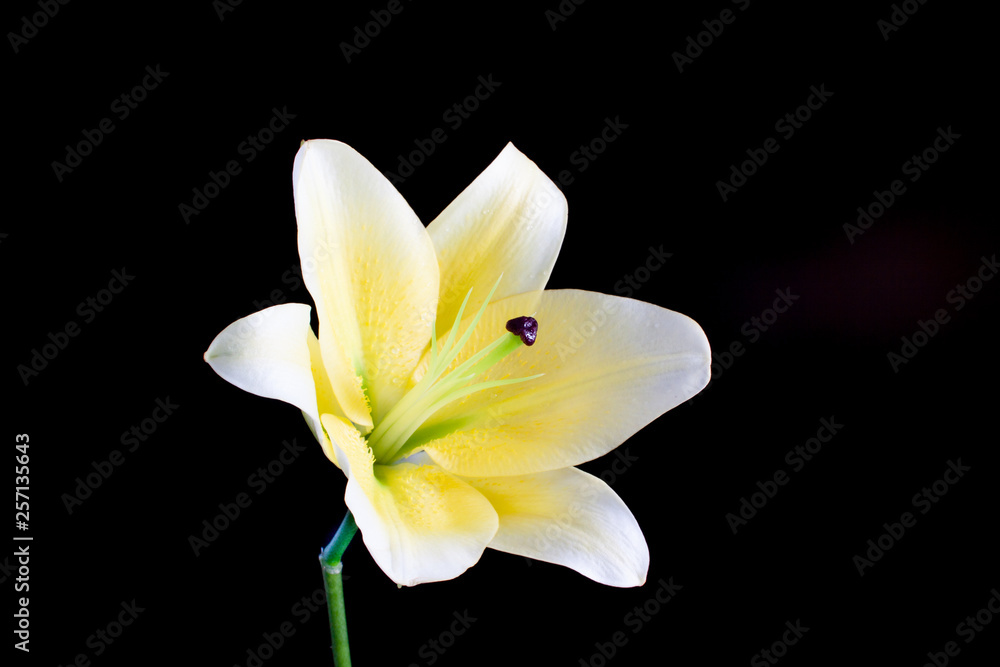 White Lily White Lily