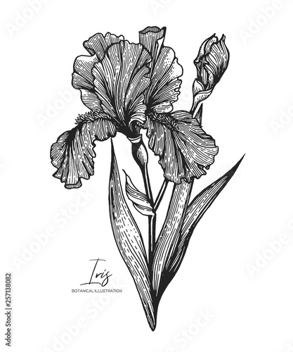 Engraved illustration of iris isolated on white background. Design elements for wedding invitations, greeting cards, wrapping paper, cosmetics packaging, labels, tags, quotes, blogs, posters.