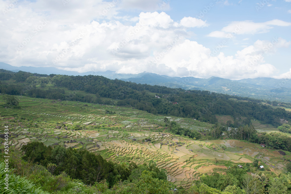 Green and brown rice terrace fields in Tana Toraja, South Sulawesi, Indonesia