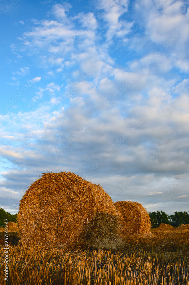 Hay bales on the field after harvesting on a background of sunset sky.