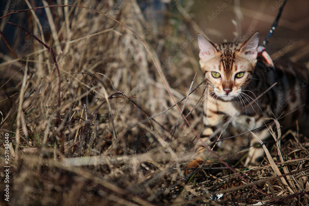 Obraz premium Excursion with Kids and Cat