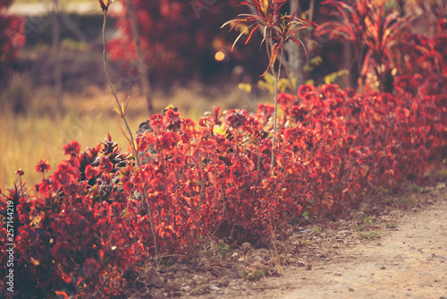 wild flower sunset, nature ...