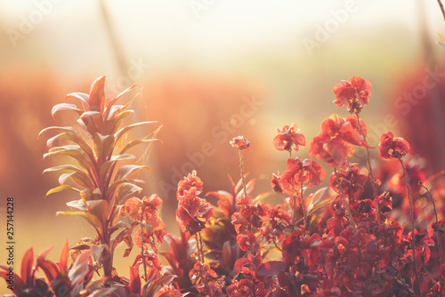 wild flower sunset, nature ...