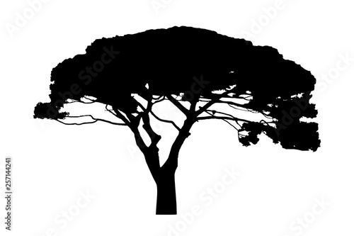 Old tree black silhouette isolated on white background. Vector tree.