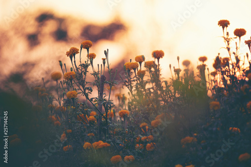wild flower sunset, nature ...