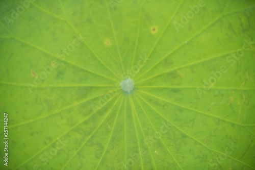 Quadro su tela Green lotus leaf