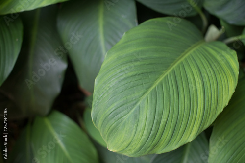 Huge green leaves