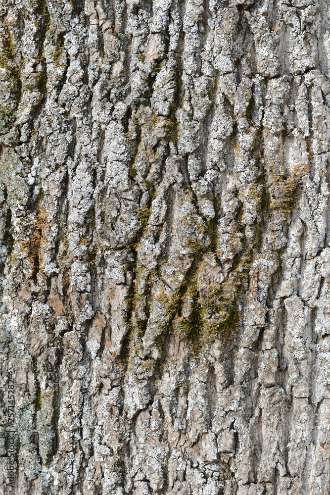 Fototapeta premium The bark of an old tree covered with a moss close up as texture and background