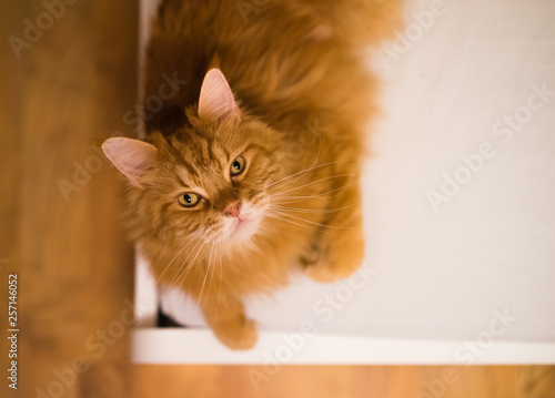 Maine Coon ginger cat looking into the camera, lies at the corner of bed © valeragf