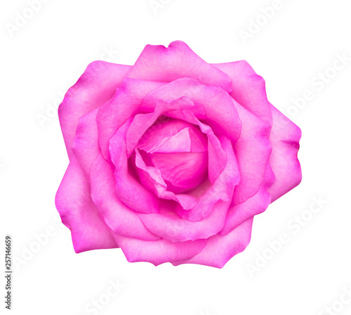pink rose isolated on white background, soft focus and clipping path