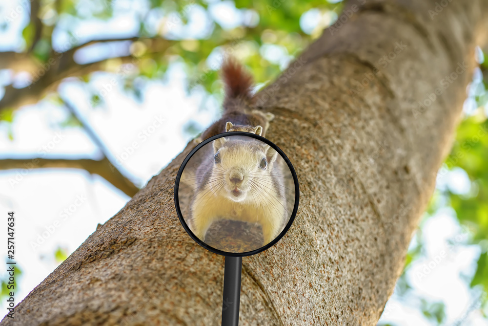 Look the squirrel is perched on the tree through a magnifying glass. Look the squirrel is perched on the tree through a magnifying glass.