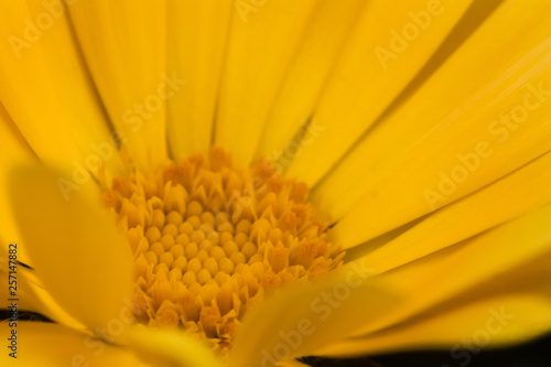 Macro Side angle of yellow flower petals