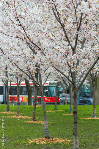 Cherry Blossoms and Streetcar