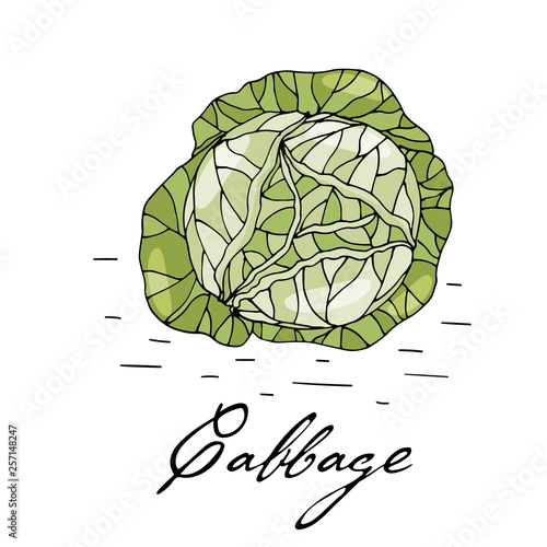 Poster with hand drawn cabbage isolate on a white background.