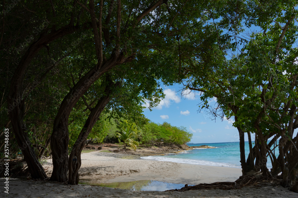 Dzika, rajska plaża na tropikalnej wyspie. Martynika - obrazy, fototapety, plakaty 