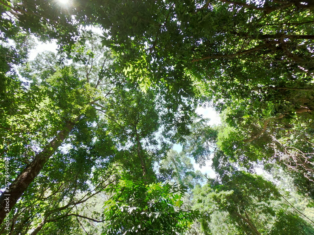 Fototapeta premium Green leaf Refreshing Trees in the forest 