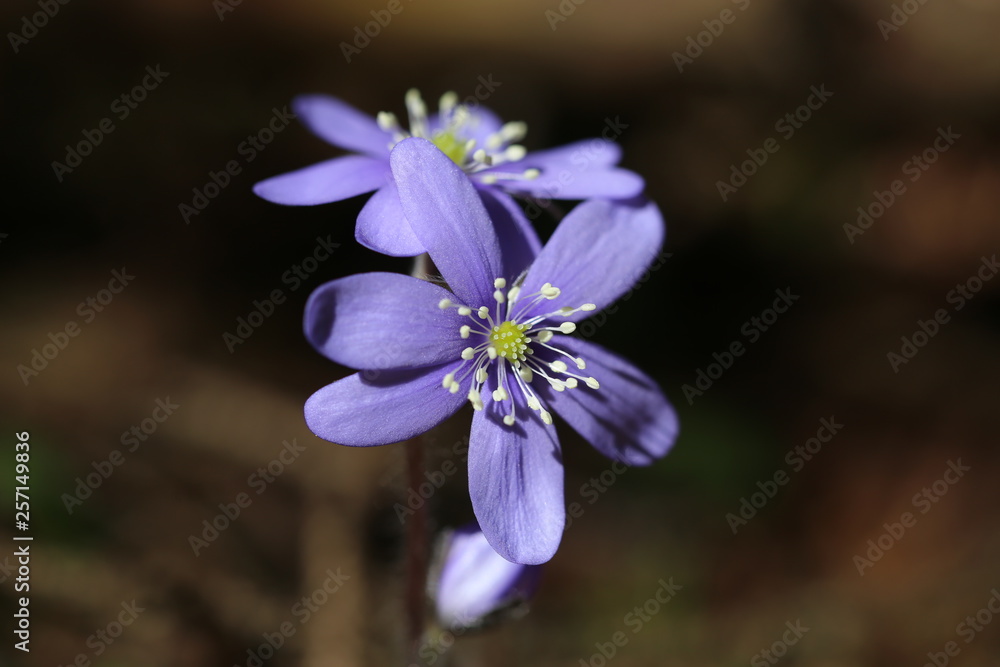 anemoni 8 anemoni 8