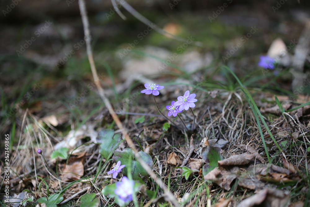 anemoni 9 anemoni 9